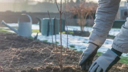 Plantation de fin d'hiver